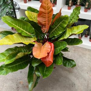Philodendron Prince of Orange (XXL) - Précommande