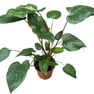 Homalomena Stardust (XL) - Précommande