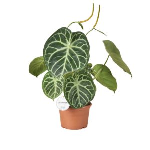 Anthurium Silver Blush (XXL) - Précommande
