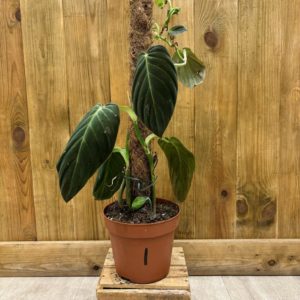 Philodendron Gigas (XL) - Plante Atypique