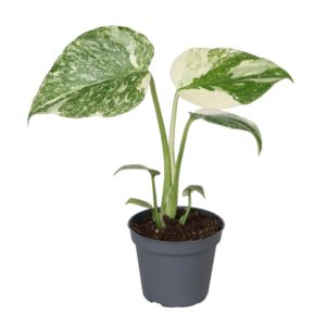 Monstera Thai Constellation Crème Brûlée (Baby) - Précommande