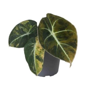 Alocasia Black Velvet Aurea Variegata (Baby) - Précommande