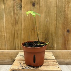 Syngonium Yellow Aurea Variegata (M) - Plante Atypique