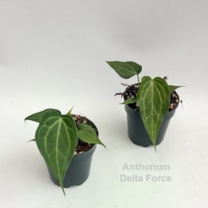 Anthurium Delta Force (M) - Précommande