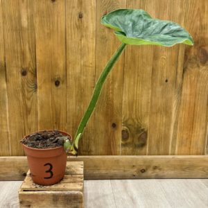 Philodendron Plowmanii 3 (L) - Plante Atypique