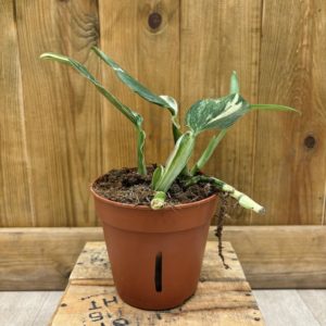 Monstera Standleyana Aurea (L) - Plante Atypique
