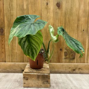 Philodendron Plowmanii 1 (L) - Plante Atypique