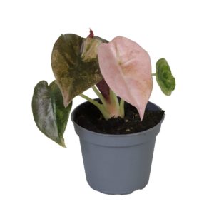 Alocasia Red Secret Variegata (Baby) - Précommande