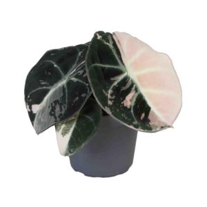 Alocasia Black Velvet Pink Variegata (Baby) - Précommande