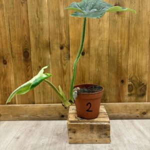 Philodendron Plowmanii 2 (L) - Plante Atypique