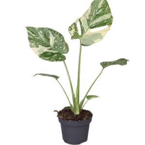Monstera Thai Constellation Crème Brûlée (M) - Précommande