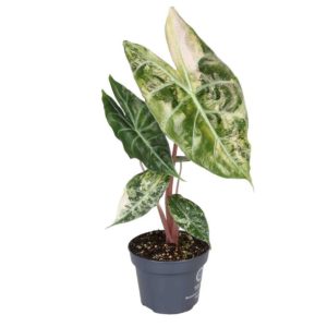 Alocasia Nairobi Nights "Pink Dragon" Variegata (M) - Précommande