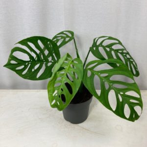 Monstera Epipremnoides ”Esqueleto” (XL) - Précommande