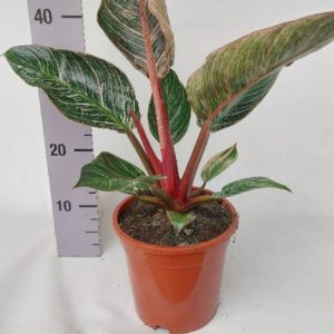 Philodendron Pink Birkin (L) - Précommande