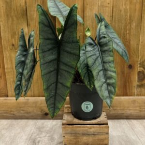 Alocasia Heterophylla "Silver" (L)