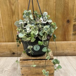 Ceropegia Woodii Variegata (XL)