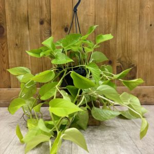 Epipremnum "Pothos" Neon (XL)