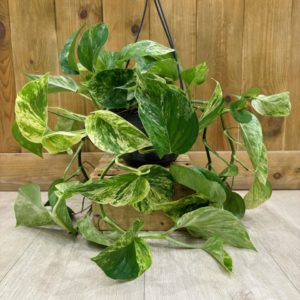 Epipremnum "Pothos" Marble Queen (XL)