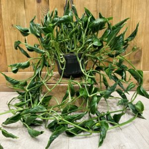 Epipremnum Pinnatum Aureum Shangri-La (L)