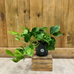 Epipremnum "Pothos" Global Green (M)