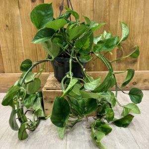 Epipremnum "Pothos" Global Green (XL)