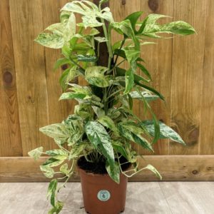 Epipremnum Pinnatum Marble Variegata (XL)