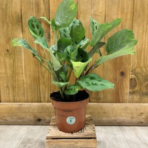 Maranta Leuconeura Kerchoveana Variegata (M)