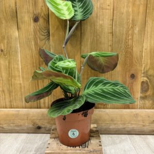 Maranta Exclusive Dark / Cat Moustache "NoID" (M)
