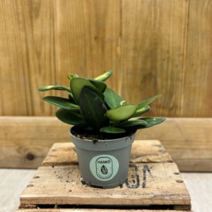Hoya DS 70 / Burtoniae Variegata (Baby)