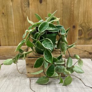 Hoya Carnosa "Krimson Queen" (L)