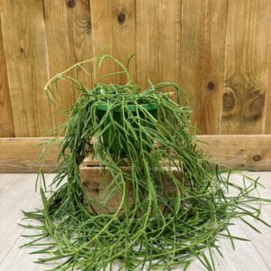 Hoya Linearis (L)