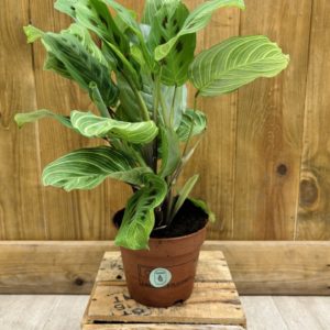 Maranta Light Veins (M)