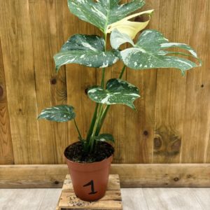 Monstera Thai Constellation 1 (L)