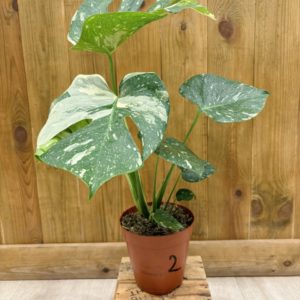 Monstera Thai Constellation 2 (L)