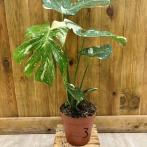 Monstera Thai Constellation 3 (L)