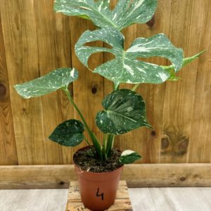 Monstera Thai Constellation 4 (L)
