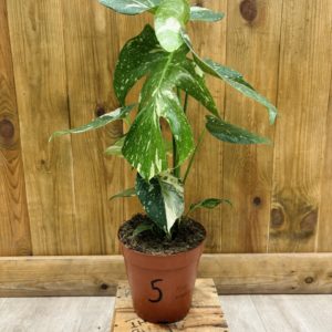 Monstera Thai Constellation 5 (L)
