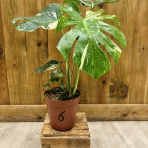 Monstera Thai Constellation 6 (L)