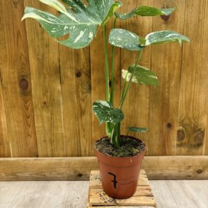 Monstera Thai Constellation 7 (L)