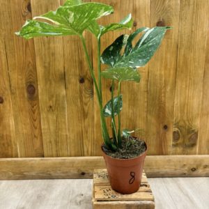 Monstera Thai Constellation 8 (L)