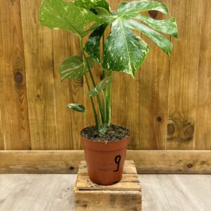 Monstera Thai Constellation 9 (L)