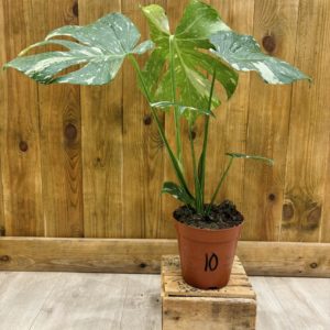 Monstera Thai Constellation 10 (L)