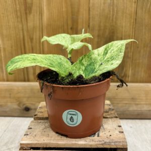 Rhaphidophora Korthalsii Marble Aurea (M)