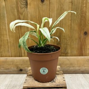 Rhaphidophora Puberula Variegata (M)