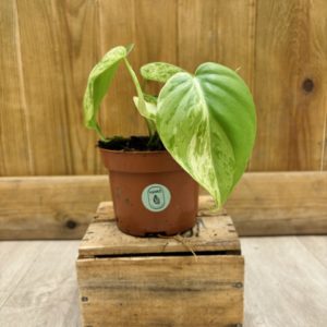 Philodendron Hederaceum Oxycardium Variegata (M)