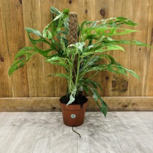 Monstera Adansonii Indonesian Marble (XL)