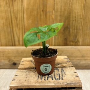 Monstera Adansonii Mint (Baby)