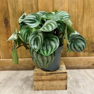 Peperomia Argyreia "Watermelon" (L)