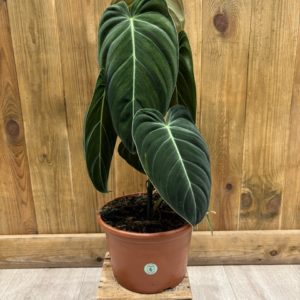 Philodendron Melanochrysum (XL)