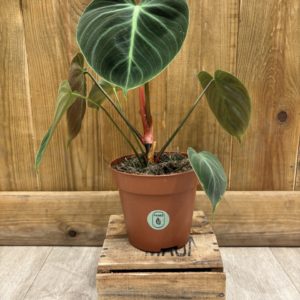 Philodendron Rubrijuvenile "El Choco Red" (M)